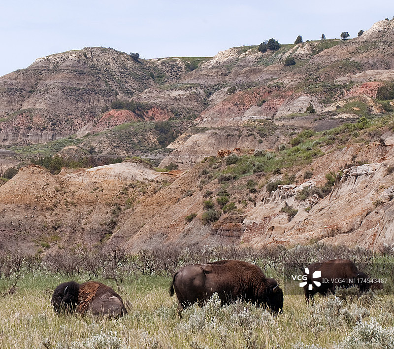 西奥多·罗斯福国家公园的野牛，北达科他州荒地北部地区图片素材
