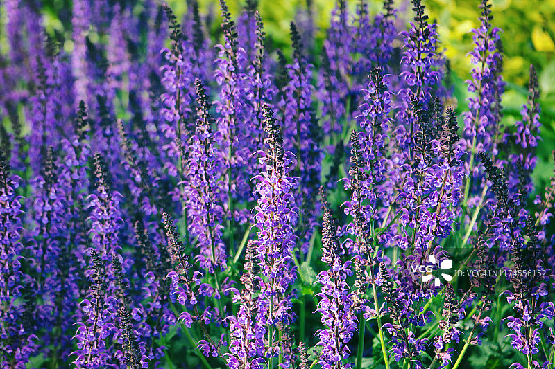 紫色鼠尾草图片素材