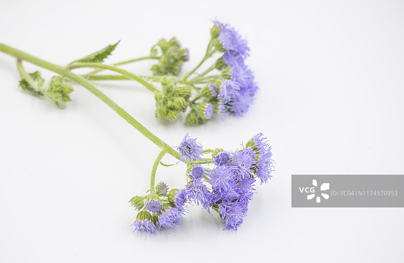 白色背景下的藿香蓟图片素材