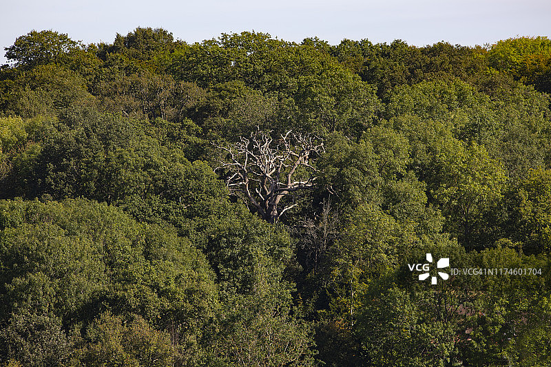 郁郁葱葱的绿色森林中孤独的枯树图片素材