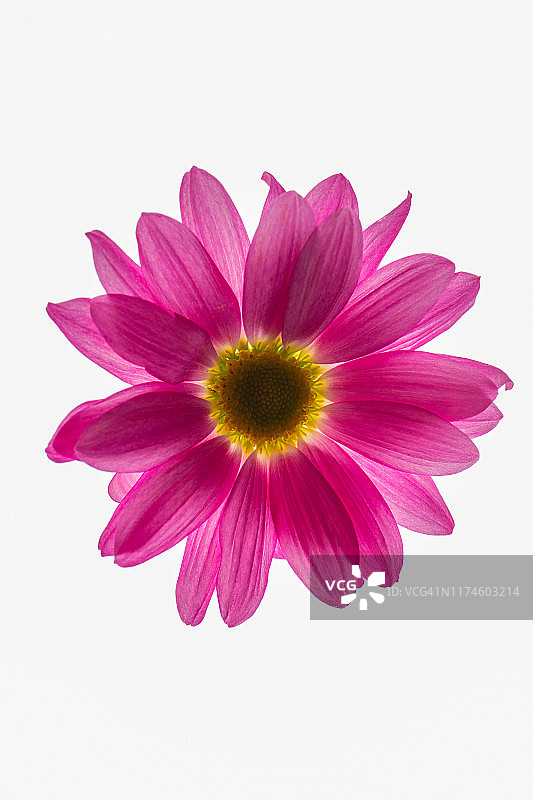 紫色非洲雏菊微距摄影图片素材