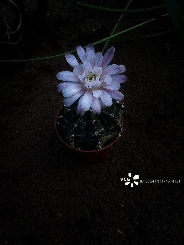 仙人掌图片素材