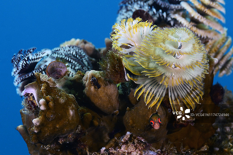 圣诞树蠕虫和鳚鱼图片素材