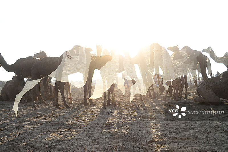 印度拉贾斯坦邦普什卡骆驼集市图片素材