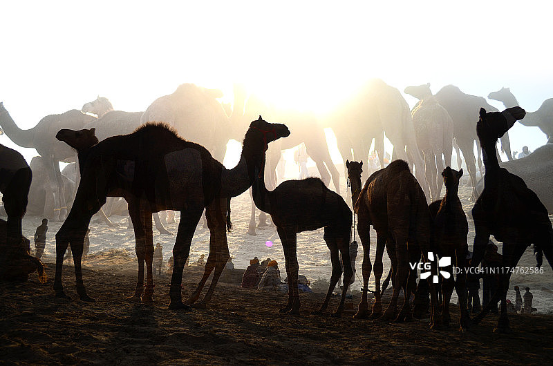 印度拉贾斯坦邦普什卡骆驼集市图片素材