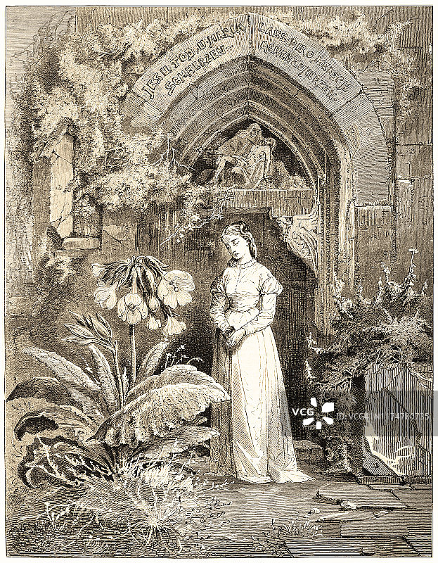 报春花图片素材