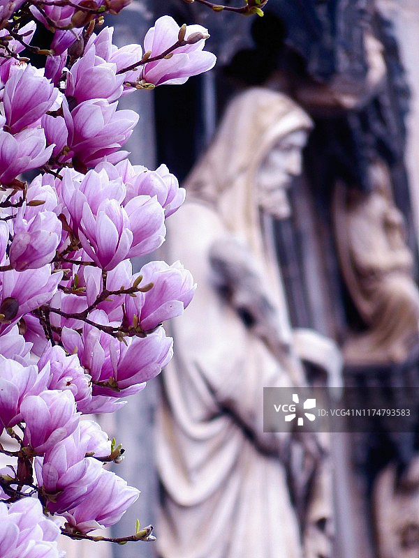 亚琛主教座堂前的玉兰花，德国明斯特广场图片素材