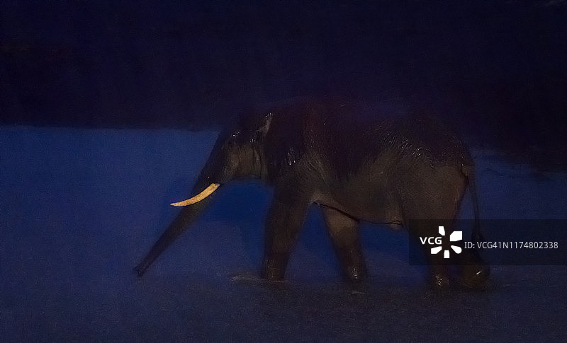 阿布戴尔国家公园雨中漫步的非洲象图片素材