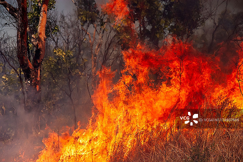 灌木丛中的火灾肆虐图片素材