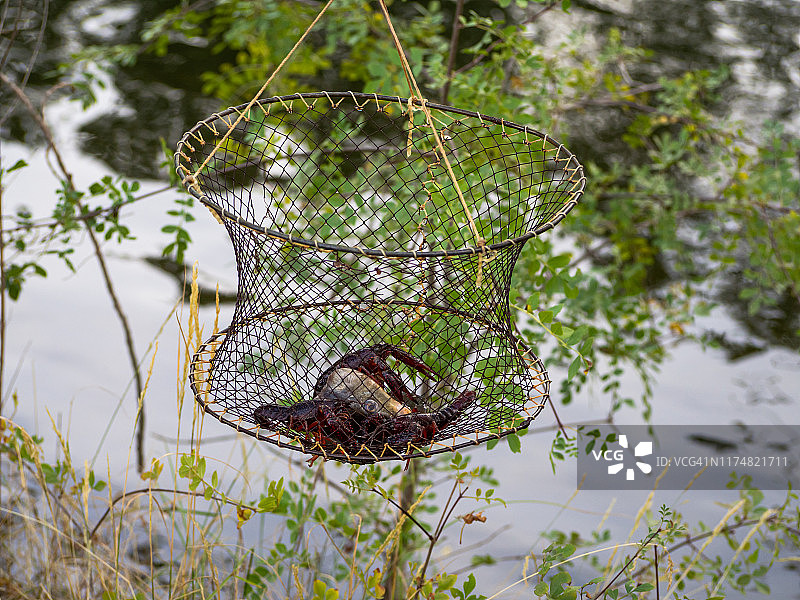 用于捕捞小龙虾的网，里面有几只红色沼泽小龙虾（克氏原螯虾）和鱼饵图片素材
