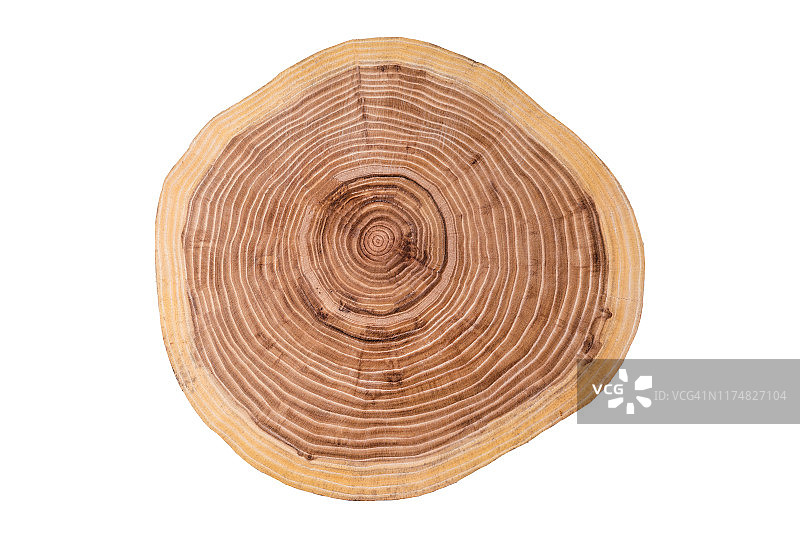白色背景上的树干切片图片素材