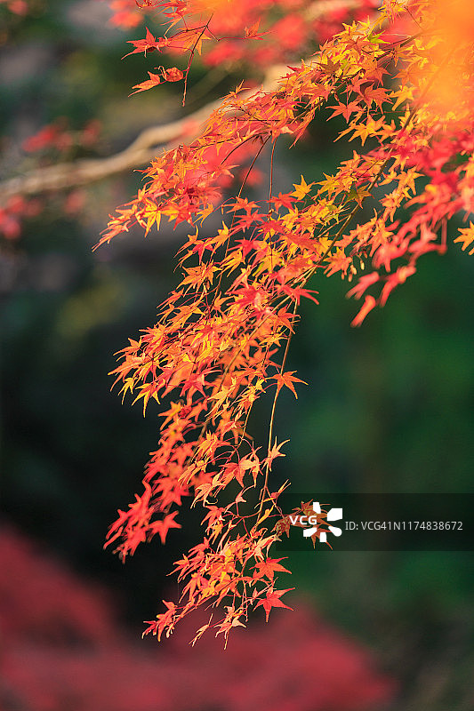 日本京都的红枫叶背景图片素材