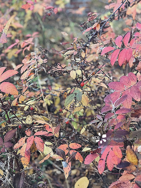 秋天的玫瑰果树图片素材