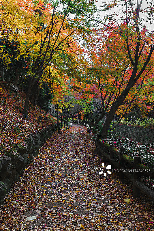 京都北野天满宫小道上的红枫树和小路，日本图片素材