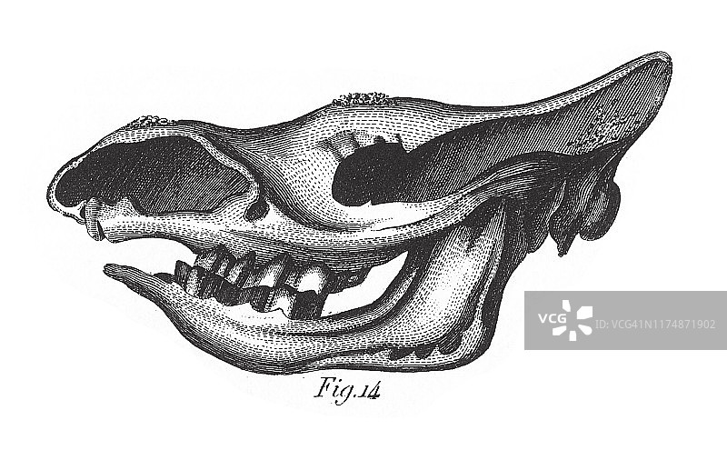 第三纪时期的化石，化石和骨骼古董插图，1851年出版图片素材