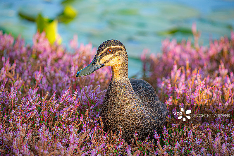 粉色花丛中的黑鸭图片素材