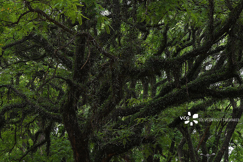 巴西圣保罗伊比拉普埃拉公园的树木图片素材
