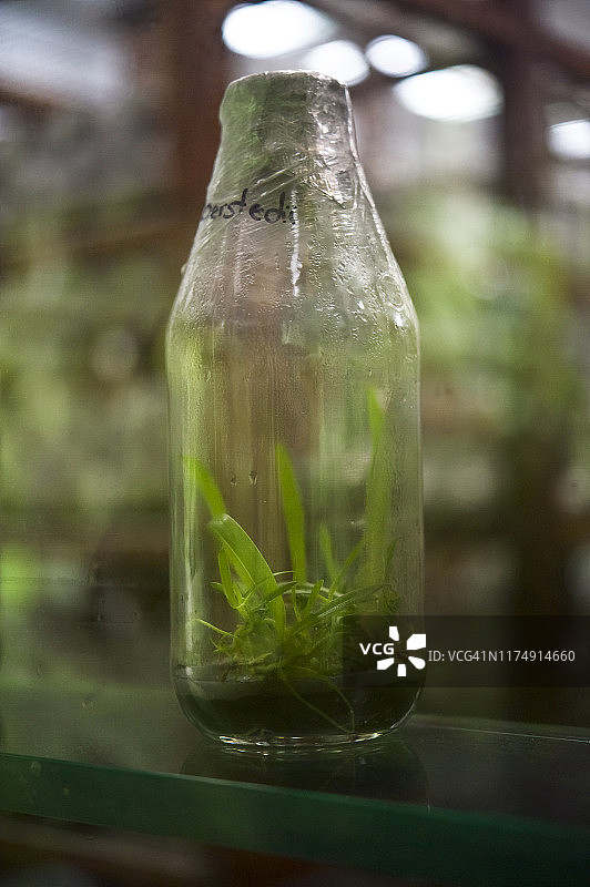 墨西哥斯卡雷特植物实验室的植物标本图片素材
