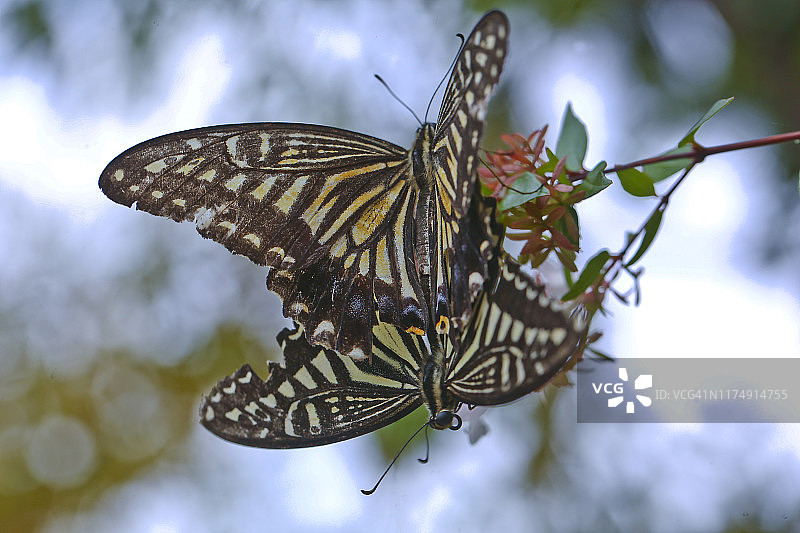 燕尾蝶交配图片素材