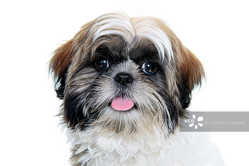 白色背景下看着镜头的西施犬幼犬头像图片素材