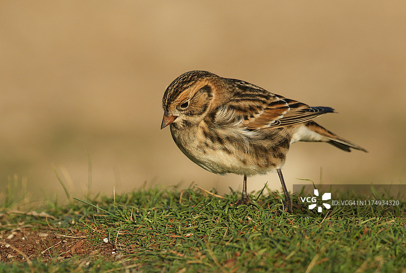 罕见的拉普兰德鹀在草地里觅食种子，是英国的过境候鸟图片素材