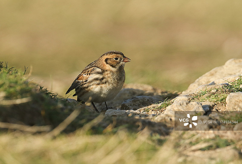 罕见的 Lapland Bunting，Calcarius lapponicus 在悬崖边觅食种子图片素材