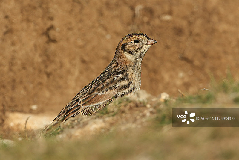 罕见的 Lapland Bunting，Calcarius lapponicus 在悬崖边觅食种子图片素材