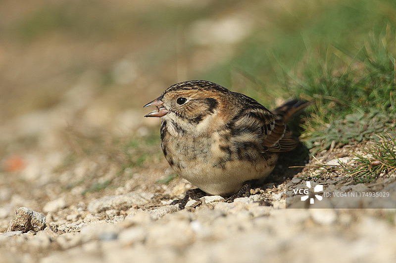 罕见的 Lapland Bunting，Calcarius lapponicus 在悬崖边觅食种子图片素材