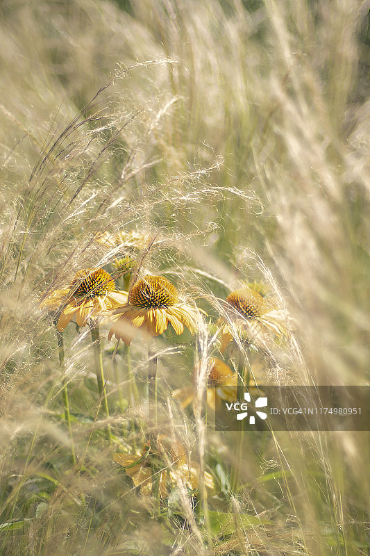 淡黄色锥花与羽毛草特写图片素材