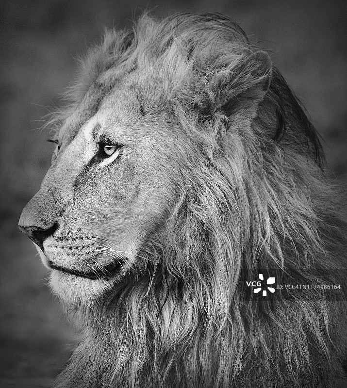 肯尼亚马赛马拉黑白雄狮的迷人肖像图片素材