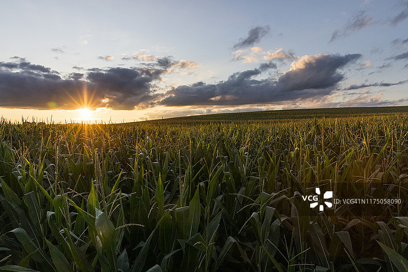 玉米田图片素材