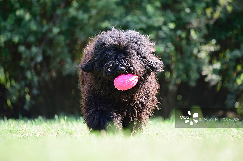 匈牙利普利犬图片素材