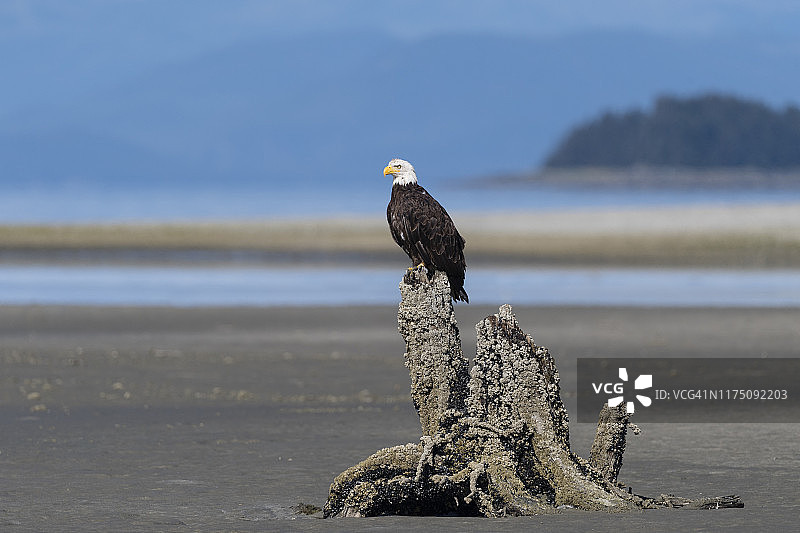 阿拉斯加的白头海雕图片素材