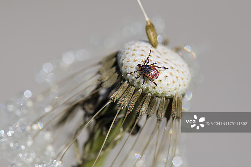 蒲公英头上的蜱虫图片素材