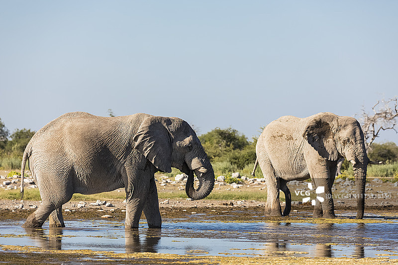 纳米比亚埃托沙国家公园，两只非洲象在水坑喝水图片素材