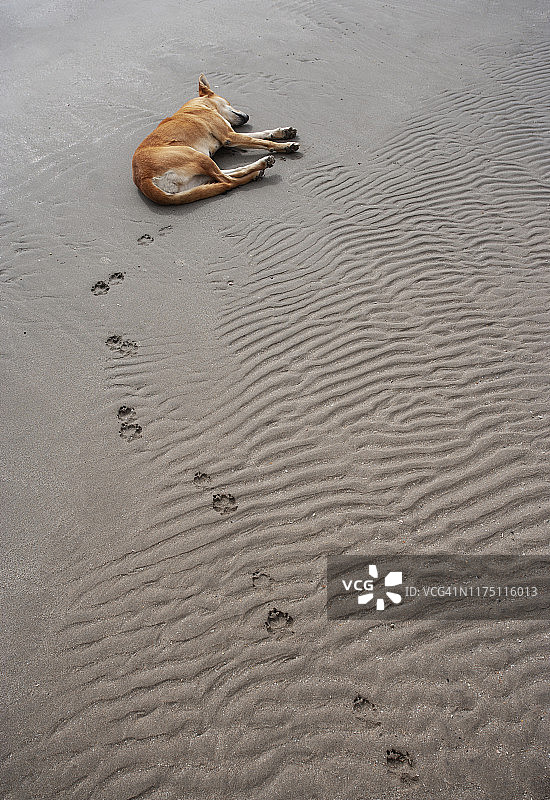 在阿曼苏尔海滩上睡觉的狗图片素材