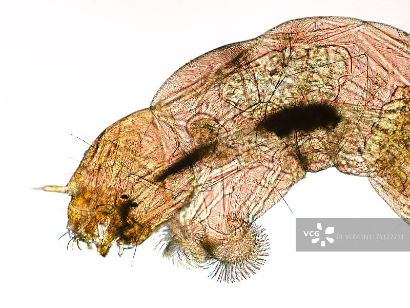 血虫的显微照片图片素材