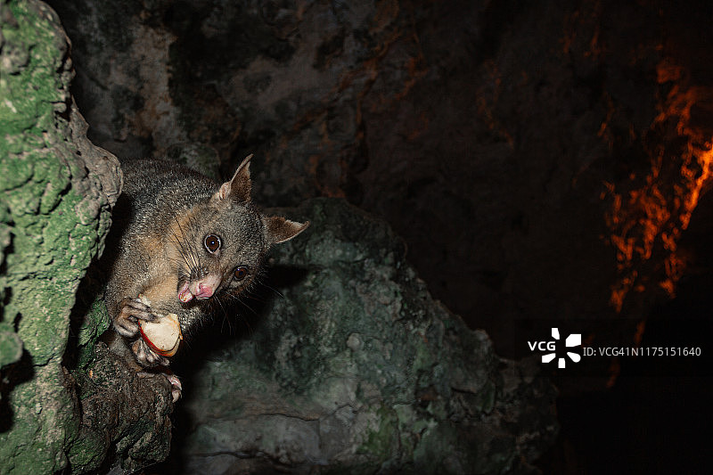 负鼠吃水果图片素材