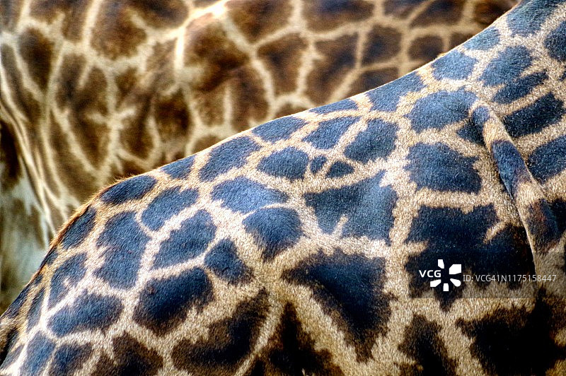 长颈鹿皮肤图片素材