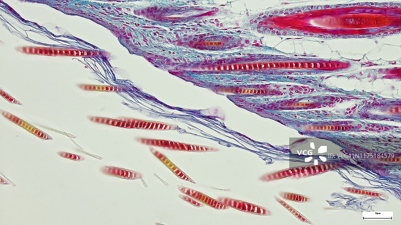 显微镜下的教育解剖学和组织学样本：单层柱状上皮组织，包含器官、带毛外皮、染色、膝盖、肘部、小鼠动物骨骼图片素材