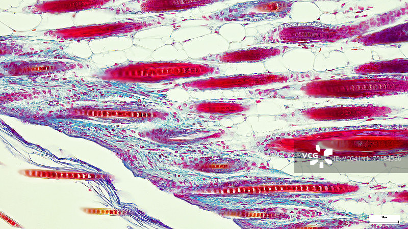 柱状上皮组织解剖结构显微样本图片素材