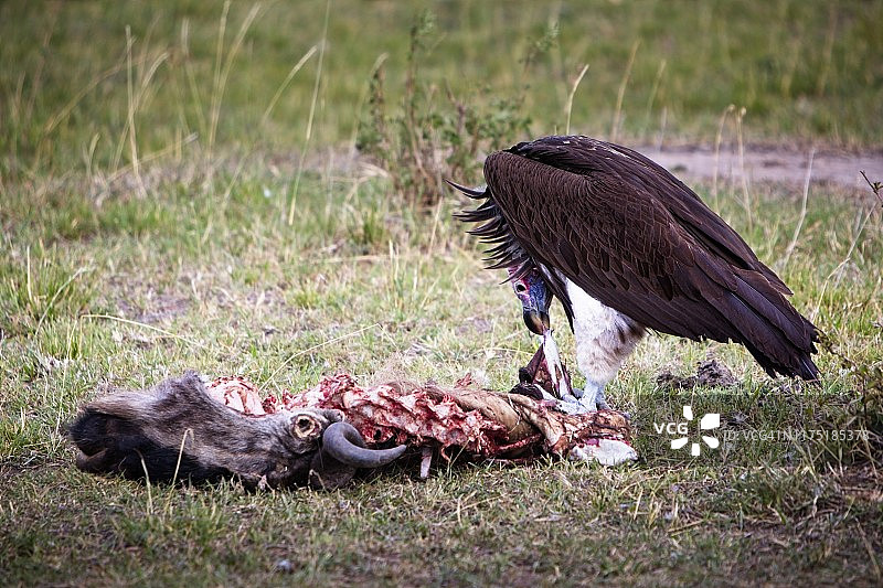 雄性秃鹫以角马的尸体为食图片素材