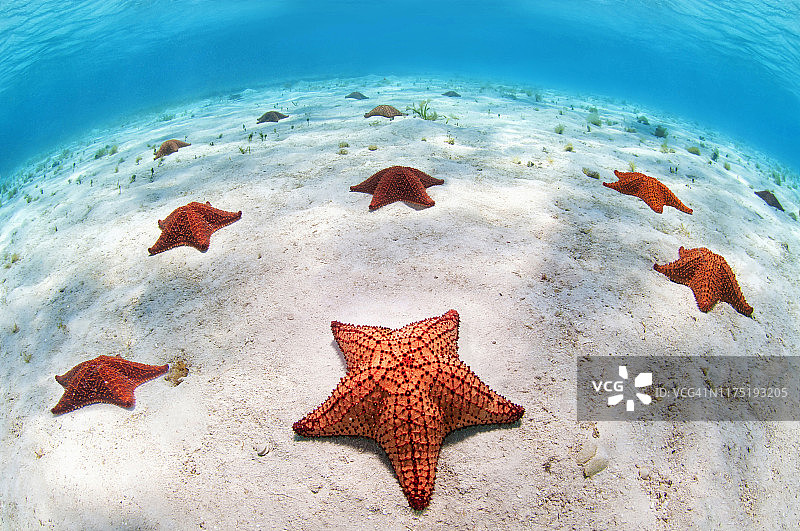 海床上的海星图片素材