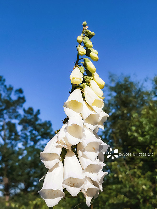 阿尔明丁恩森林盛开的大花毛地黄，丹麦博恩霍尔姆岛图片素材