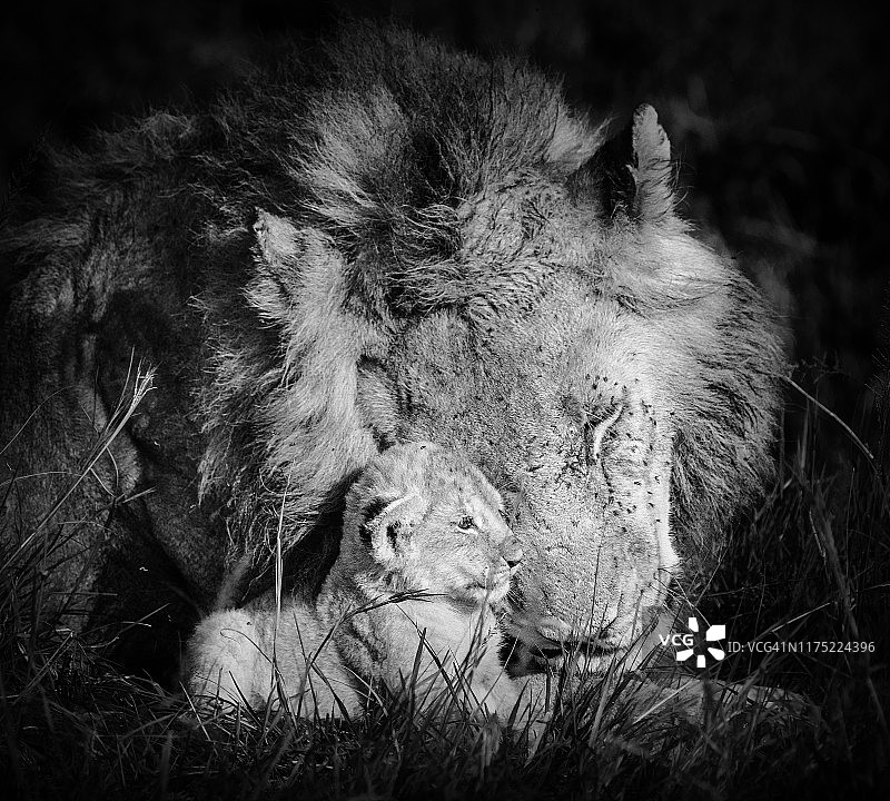 肯尼亚马赛马拉雄狮拥抱幼崽图片素材