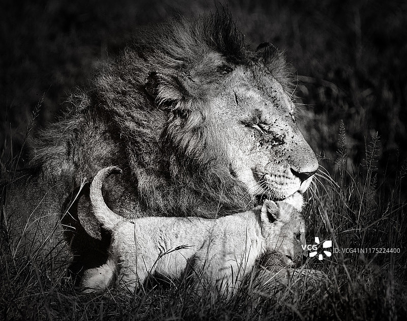 肯尼亚马赛马拉雄狮与幼崽场景图片素材