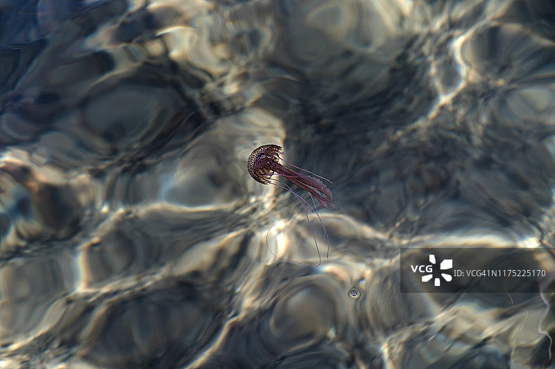 在海中游泳的水母图片素材