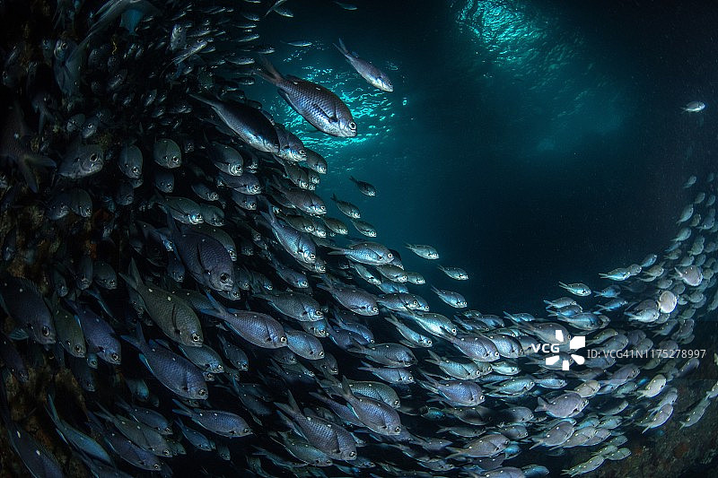新西兰贫骑士群岛蓝斑毛毛鱼群图片素材