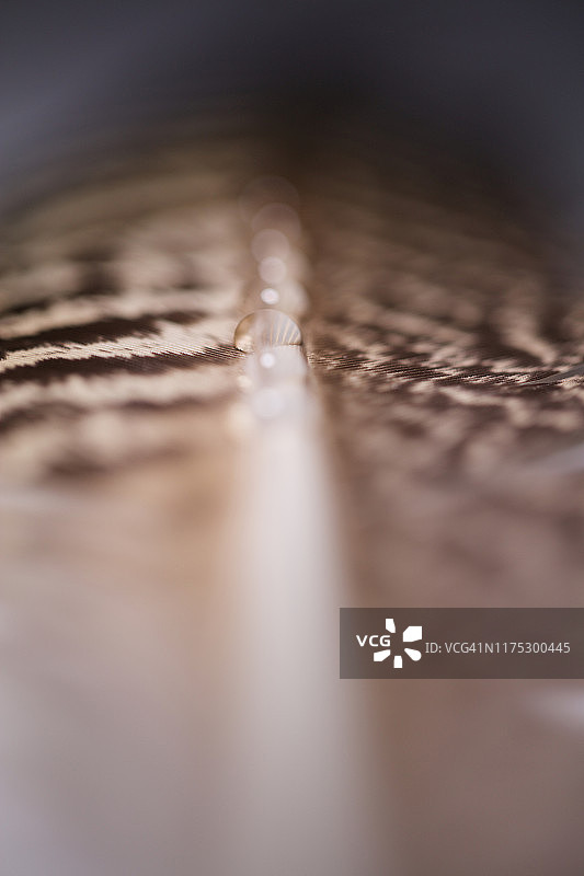 带有水滴的孔雀羽毛微距摄影图片素材