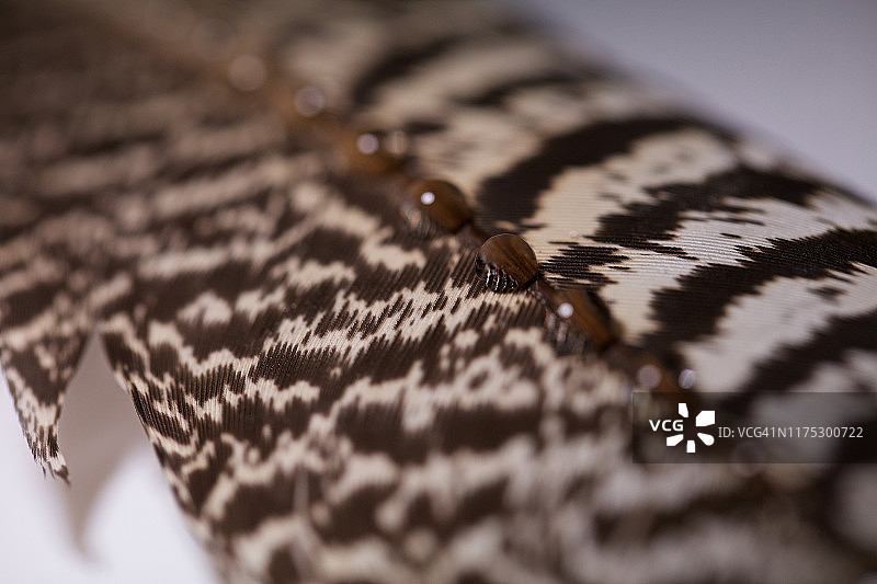 带有水滴的孔雀羽毛微距摄影图片素材